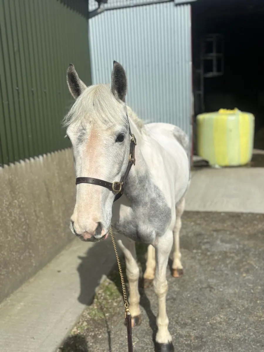 💥 Smashing 138 pony 💥 - Image 1