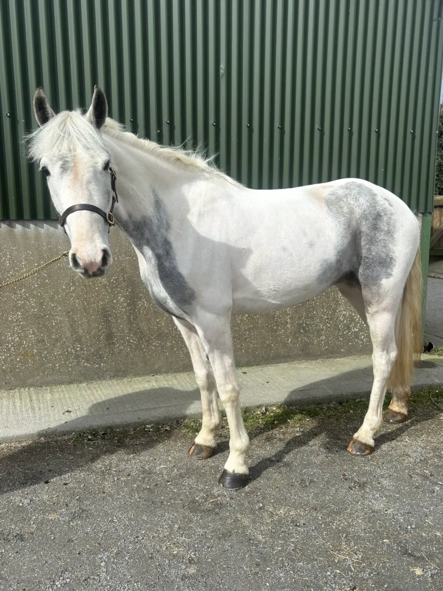 💥 Smashing 138 pony 💥 - Image 2