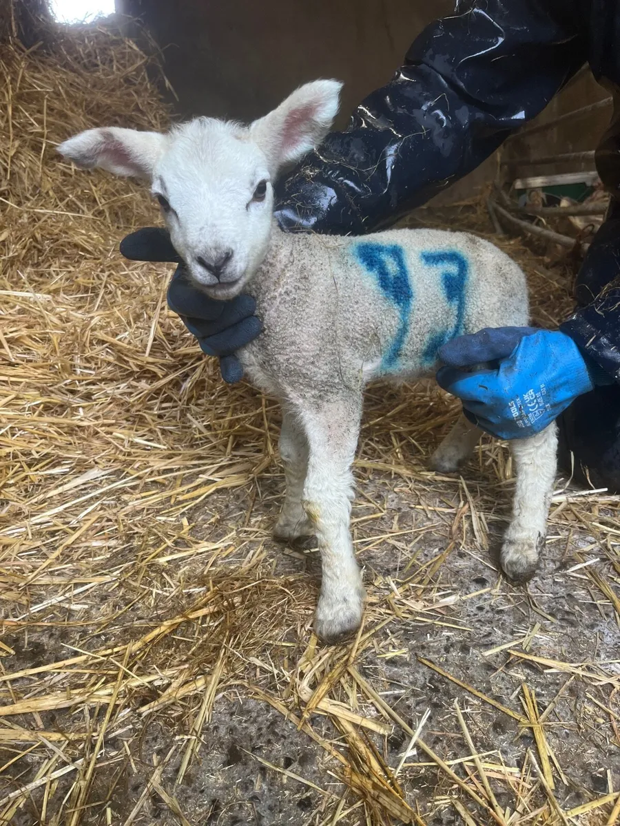 Ram pet lamb for sale