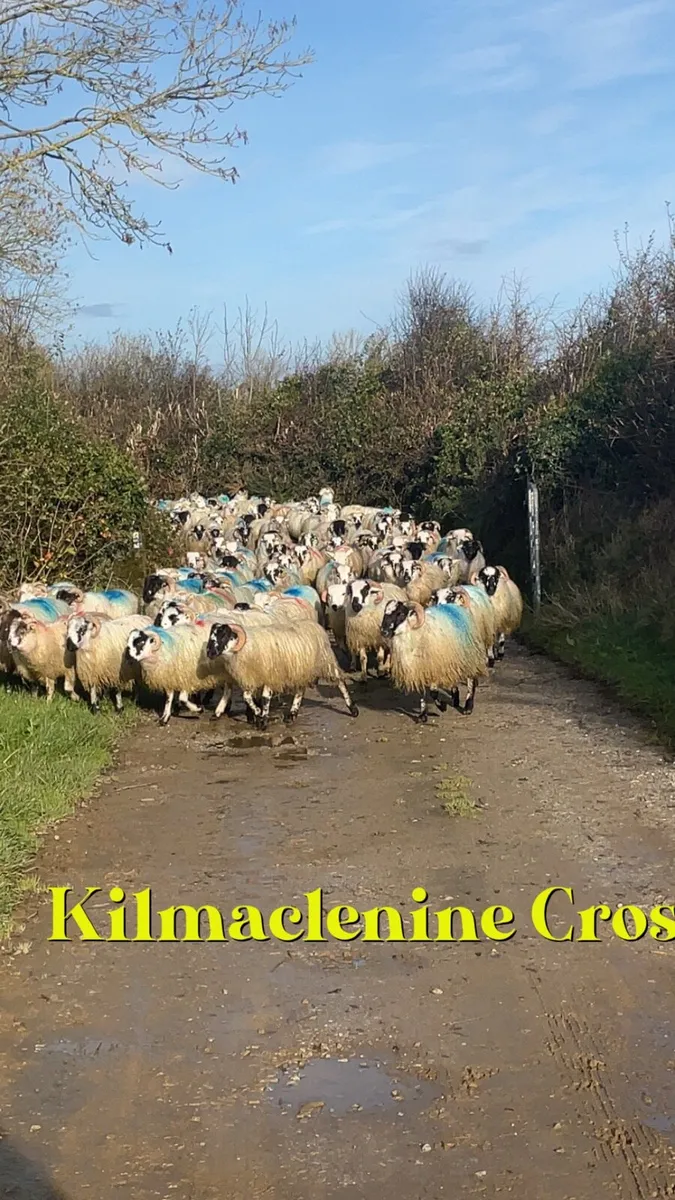 Ground wanted - Image 2