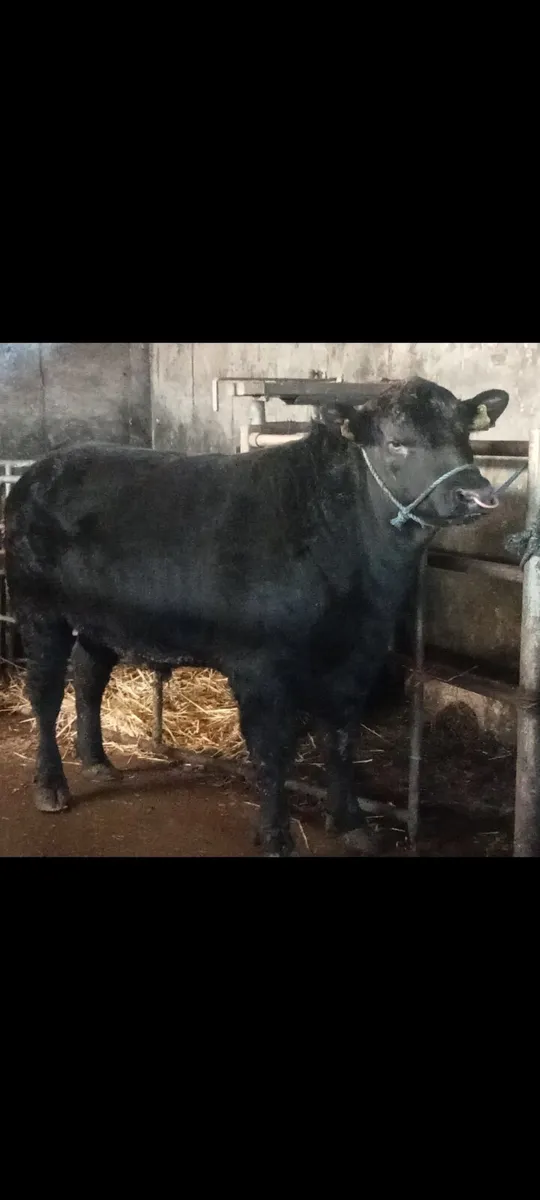 PBR ABERDEEN ANGUS BULL