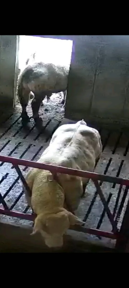 ⭐️Cattanview charolais⭐️ - Image 1