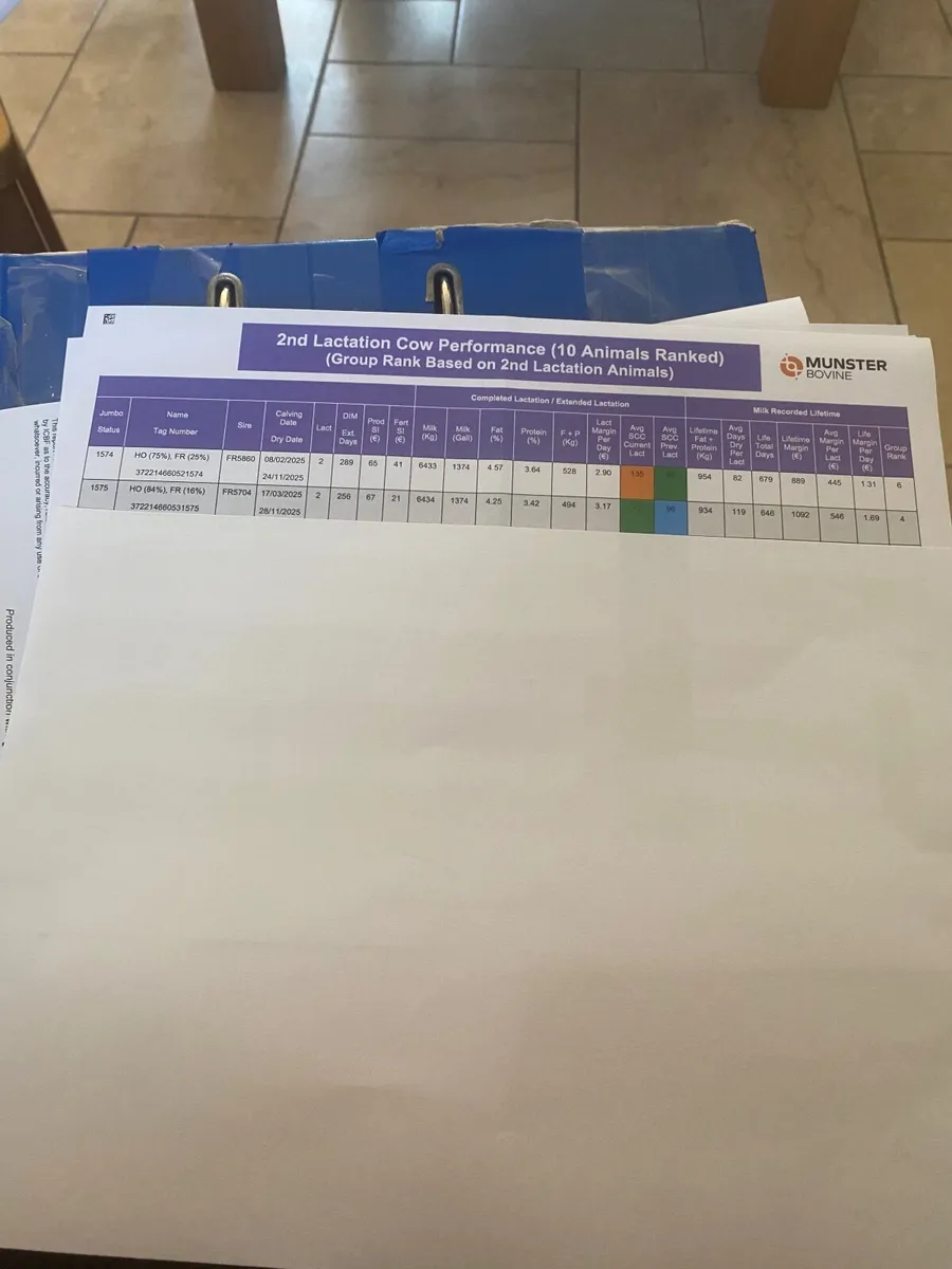 Dairy Cows - Image 2