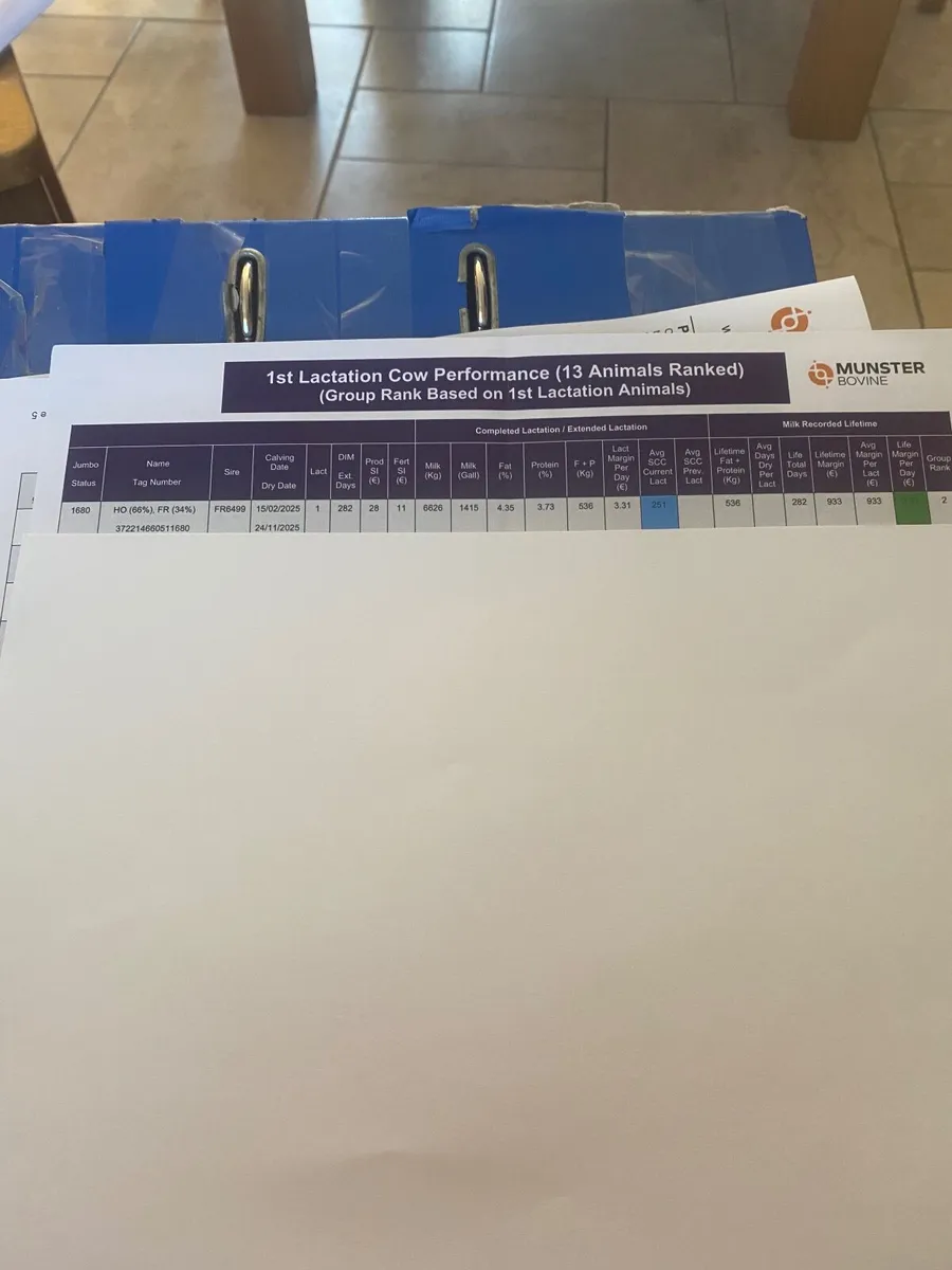 Dairy Cows - Image 3