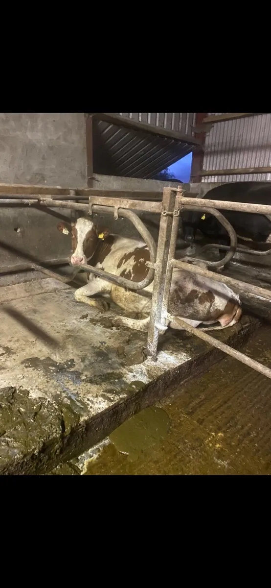 Dairy Cows - Image 4