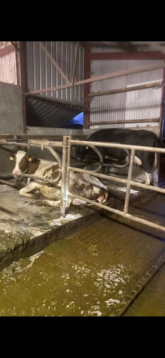 Dairy Cows - Image 1