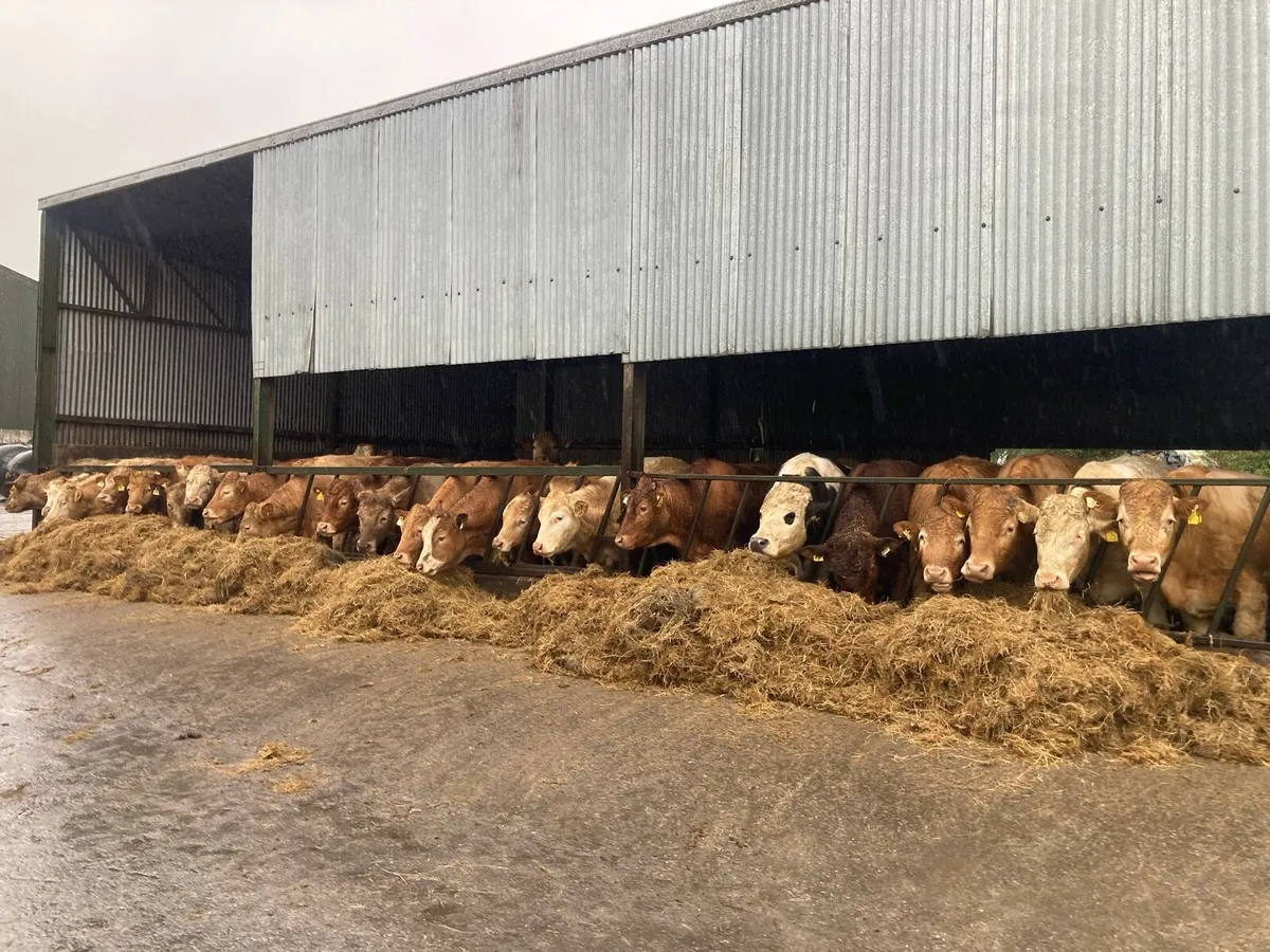 Charolais / limousine store bullocks - Image 2