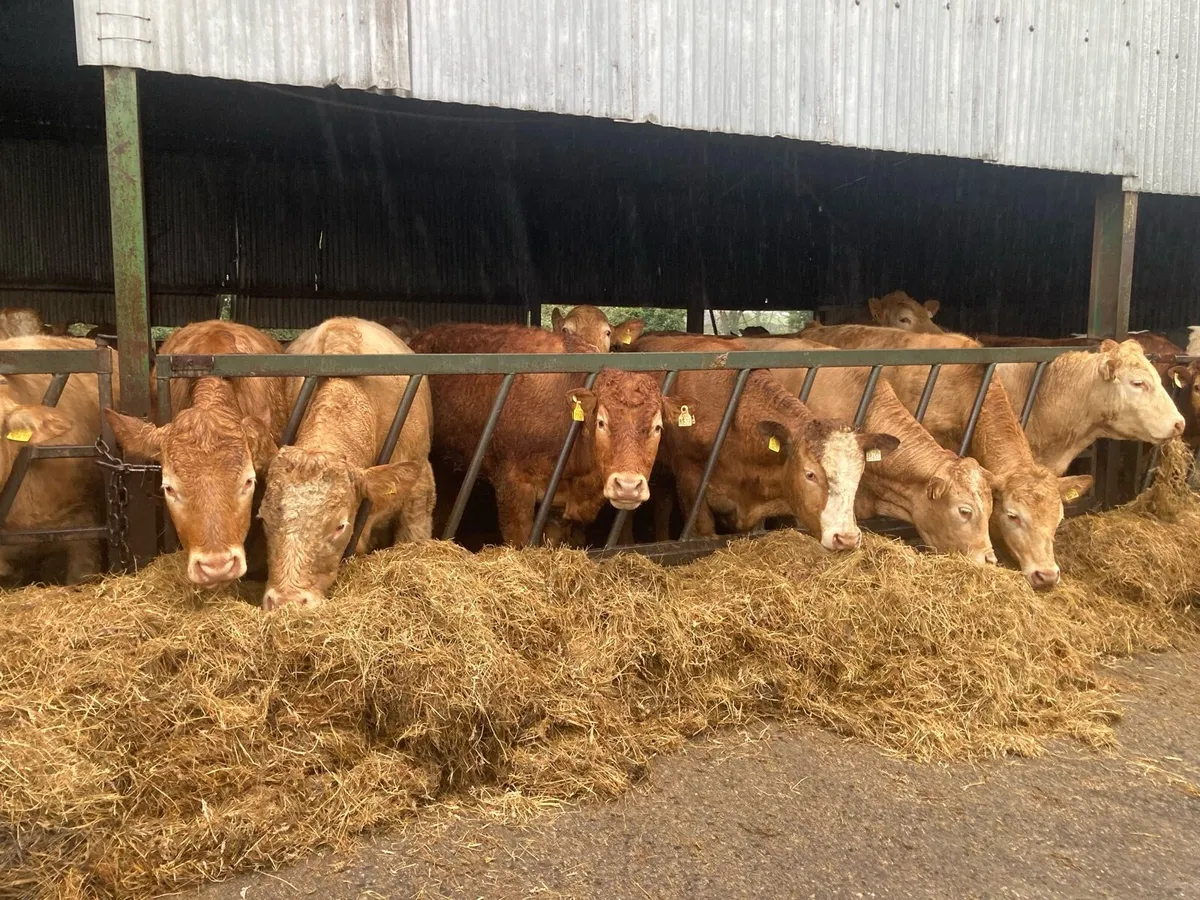 Charolais / limousine store bullocks - Image 3