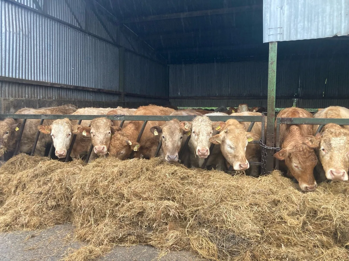 Charolais / limousine store bullocks - Image 1