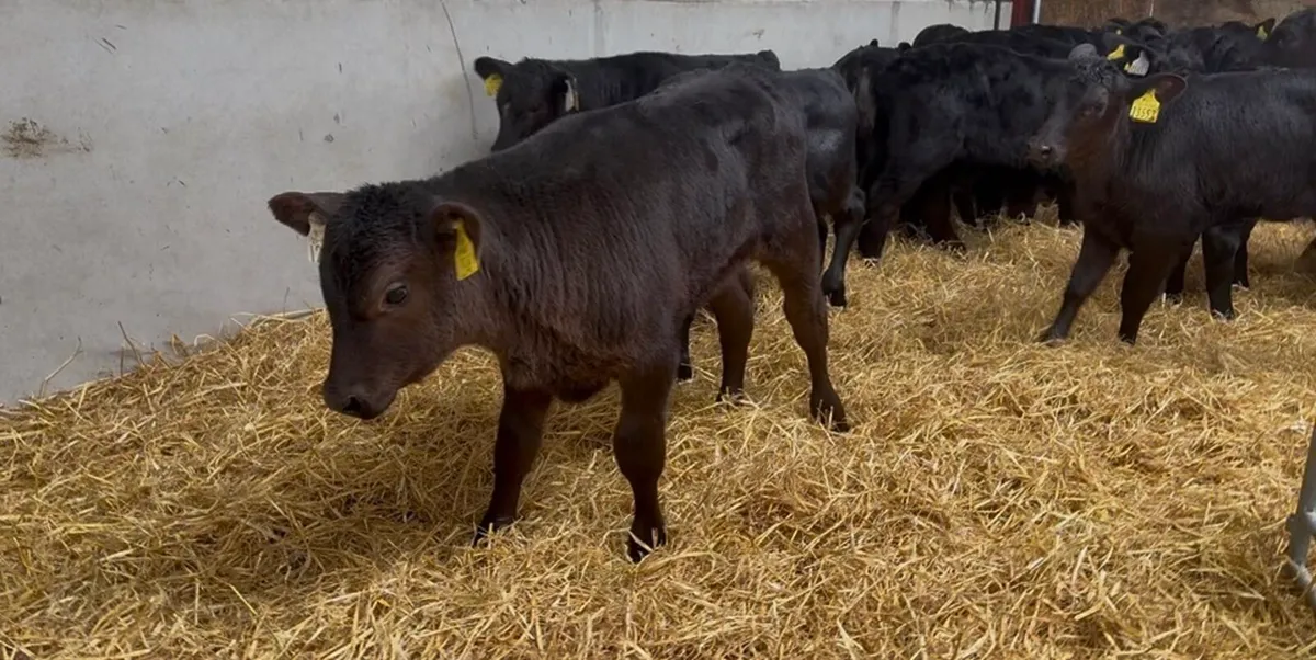 ❌strong bulls ❌ - Image 1