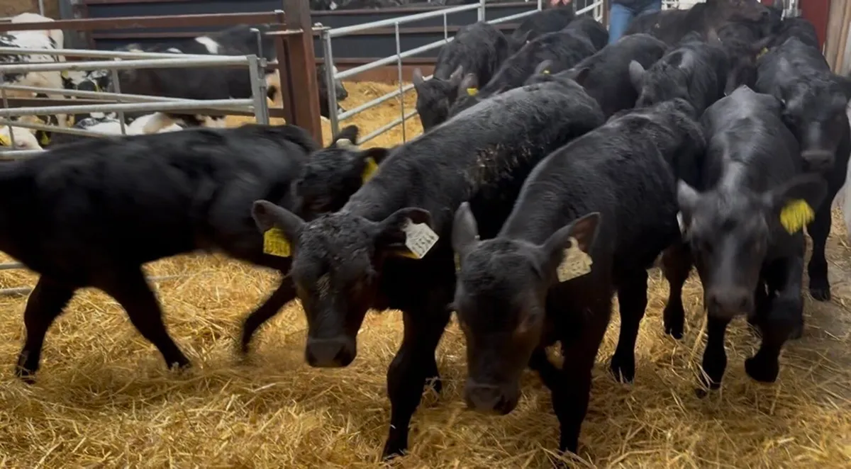 ❌strong bulls ❌ - Image 2