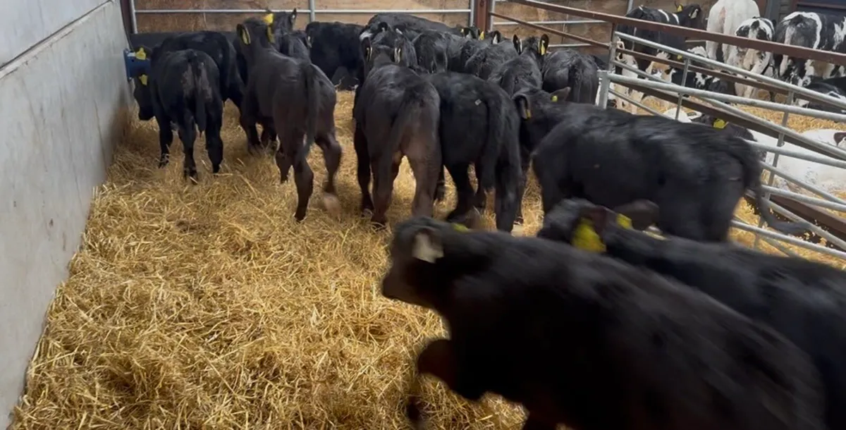 ❌strong bulls ❌ - Image 3