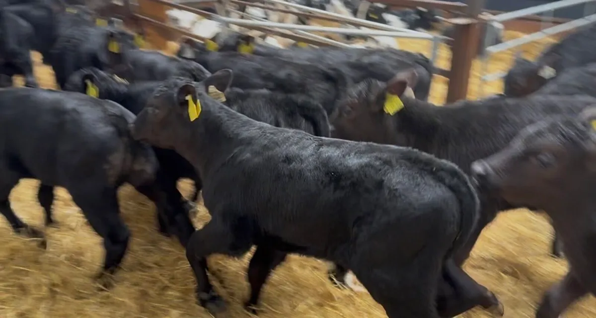 ❌strong bulls ❌ - Image 4