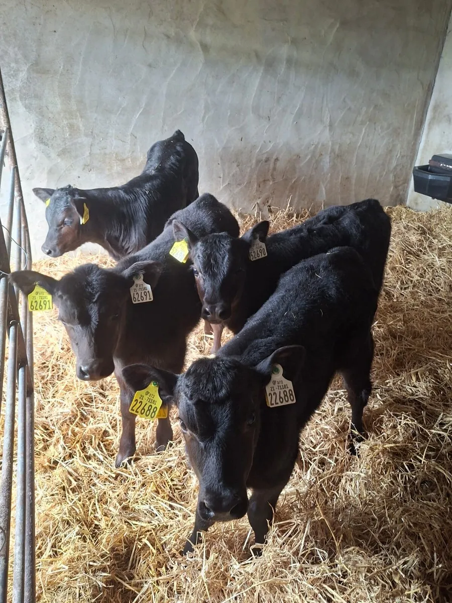 Quality Angus Calves - Image 1