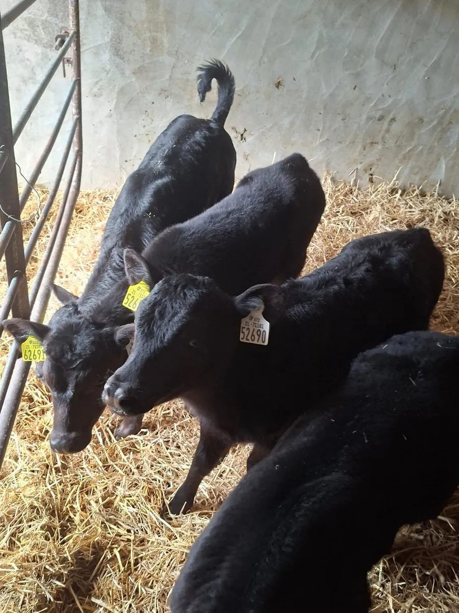 Quality Angus Calves - Image 2