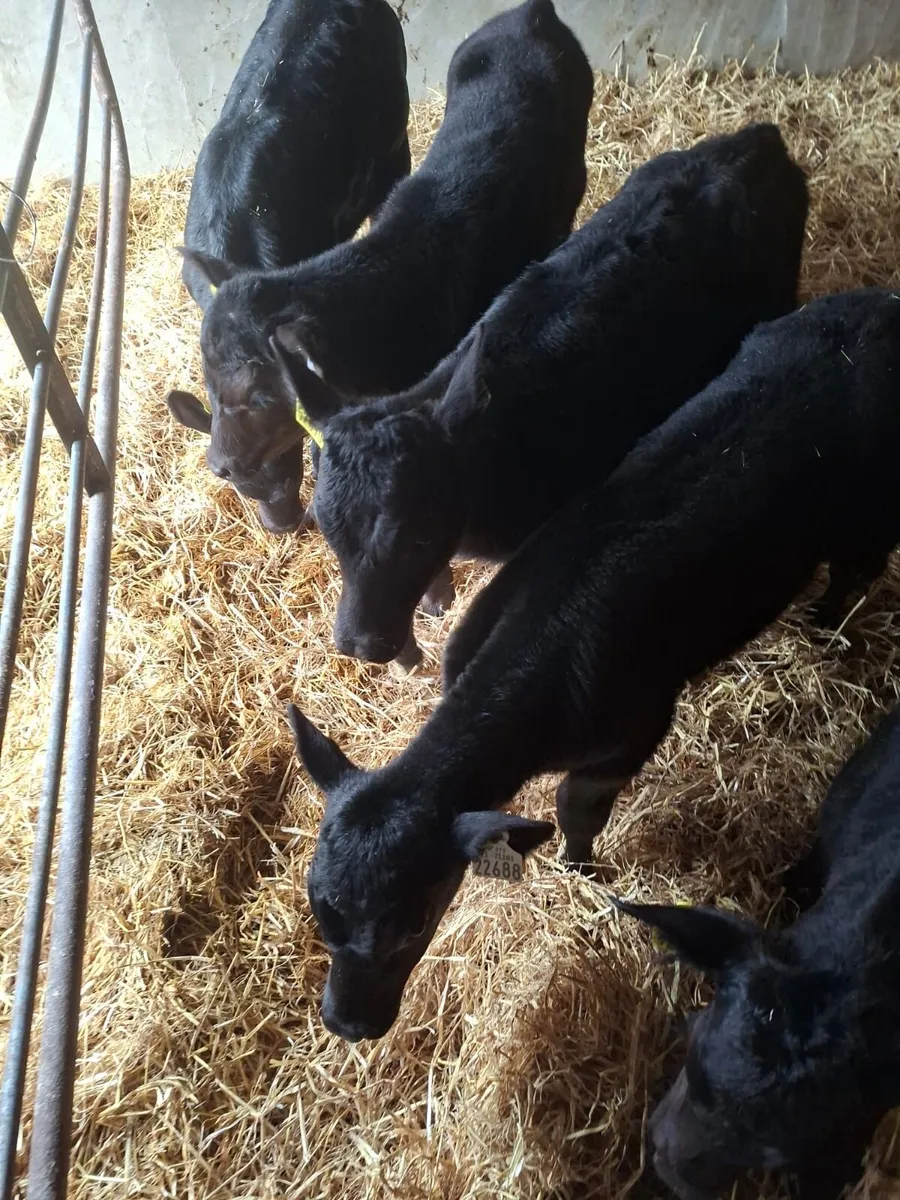 Quality Angus Calves - Image 3