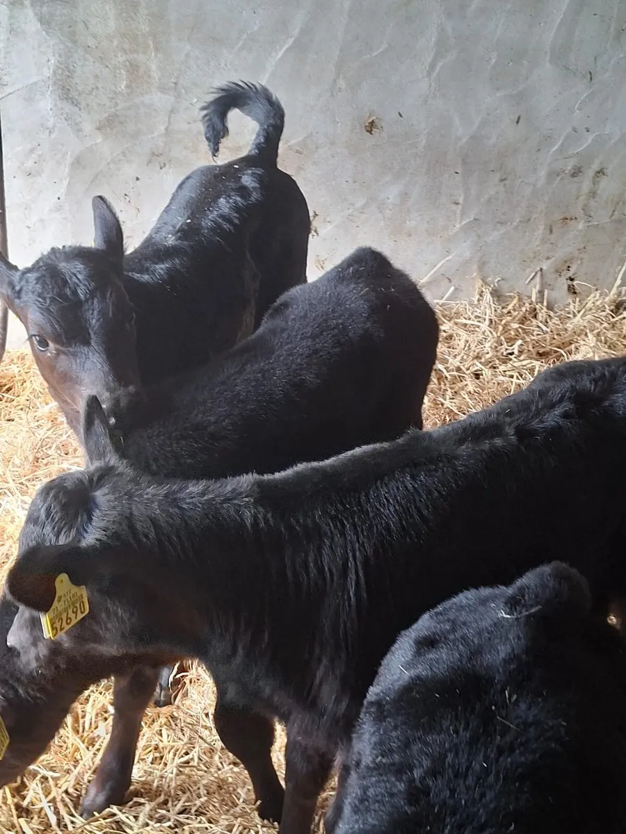 Quality Angus Calves - Image 4