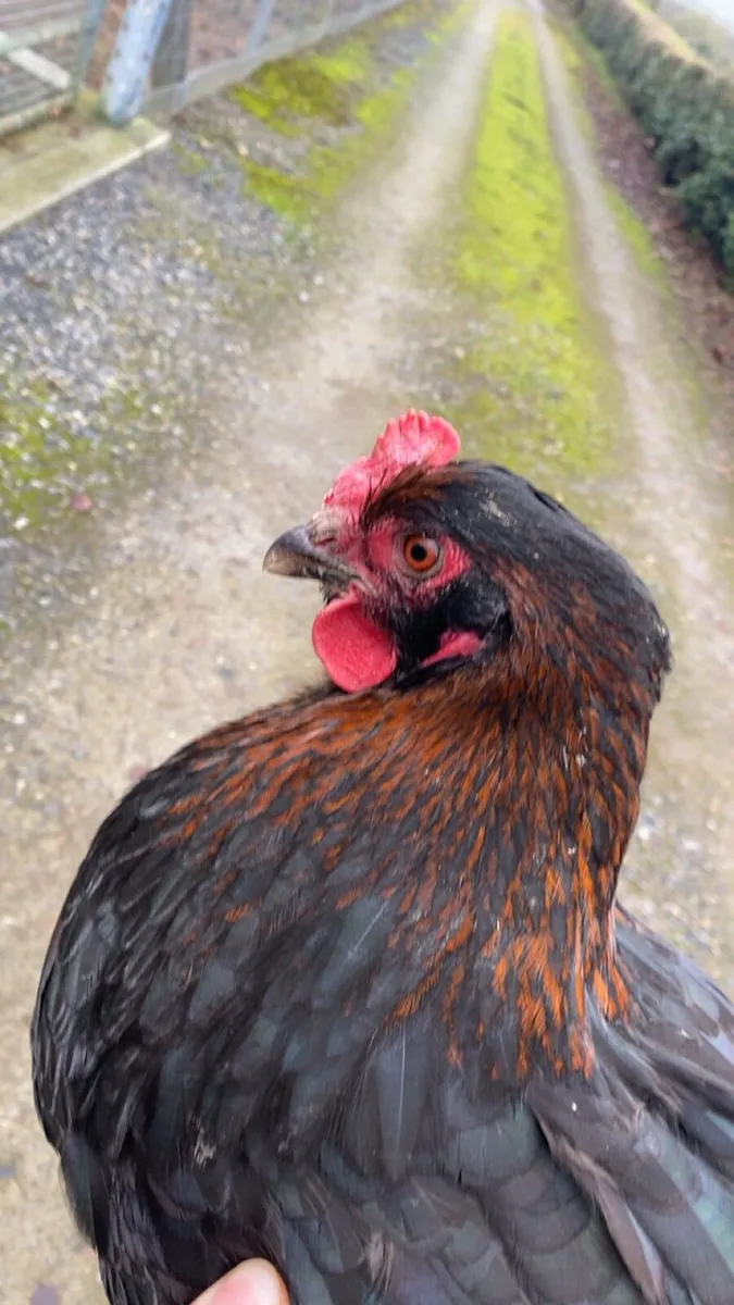 Hatching eggs - Image 4