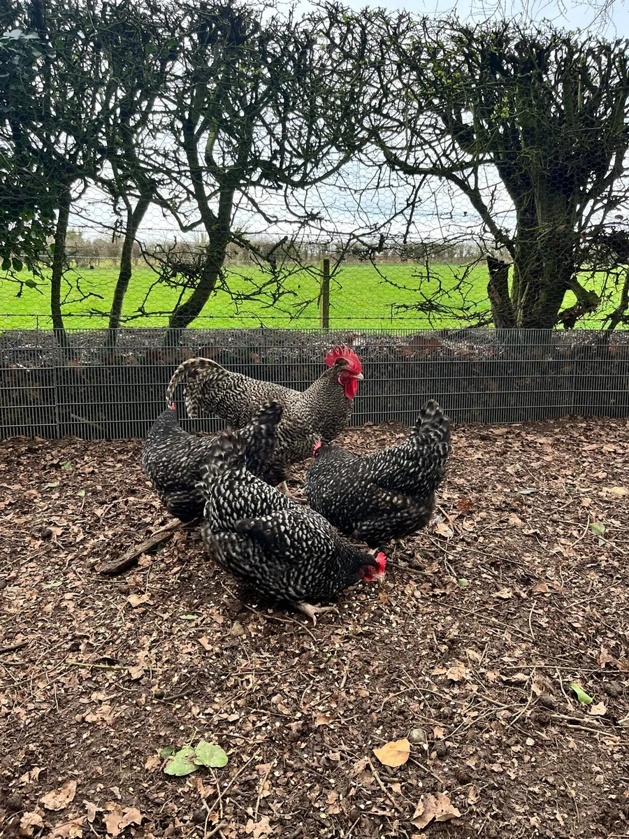 Hatching eggs - Image 1