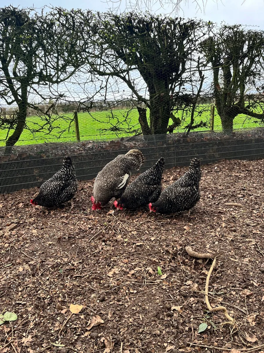 Hatching eggs - Image 2