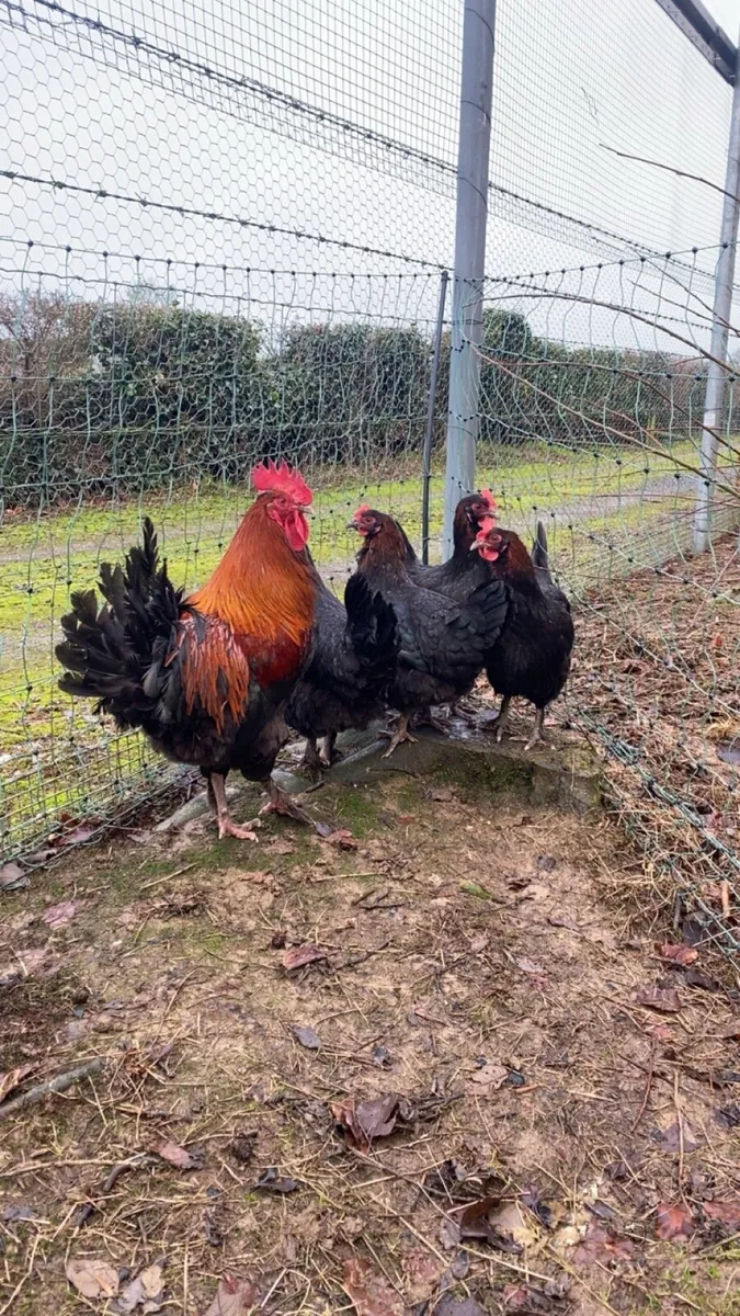 Hatching eggs - Image 3