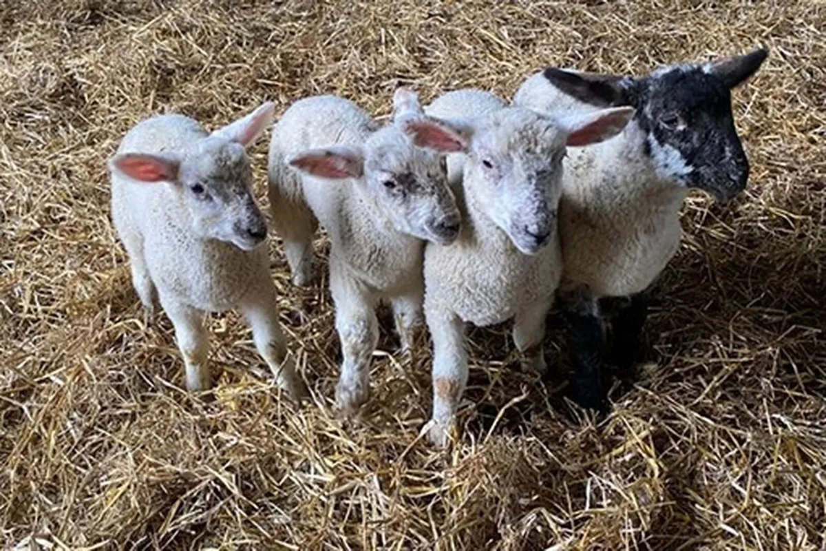 Pet lambs