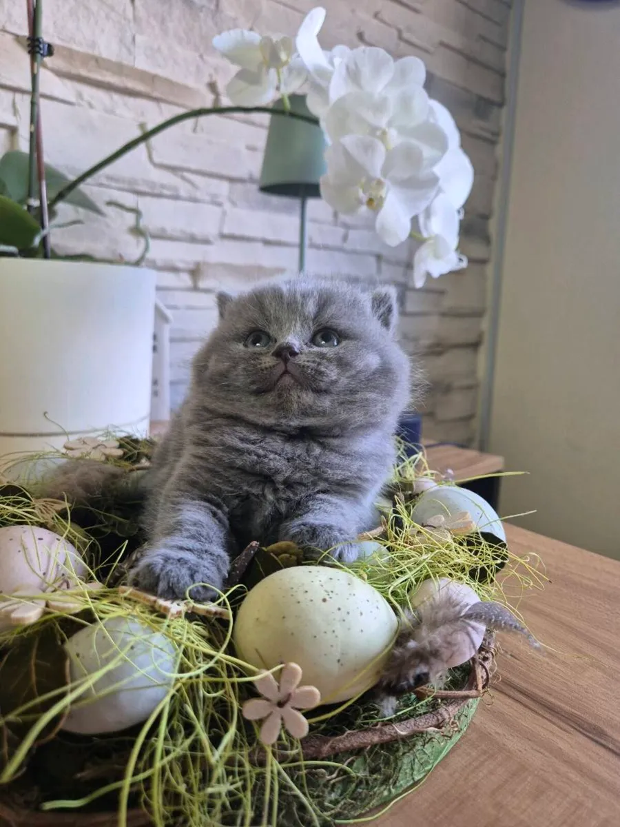 British Shorthair kittens - Image 1