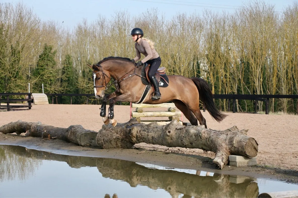 Stunning 9 year old gelding - Image 2