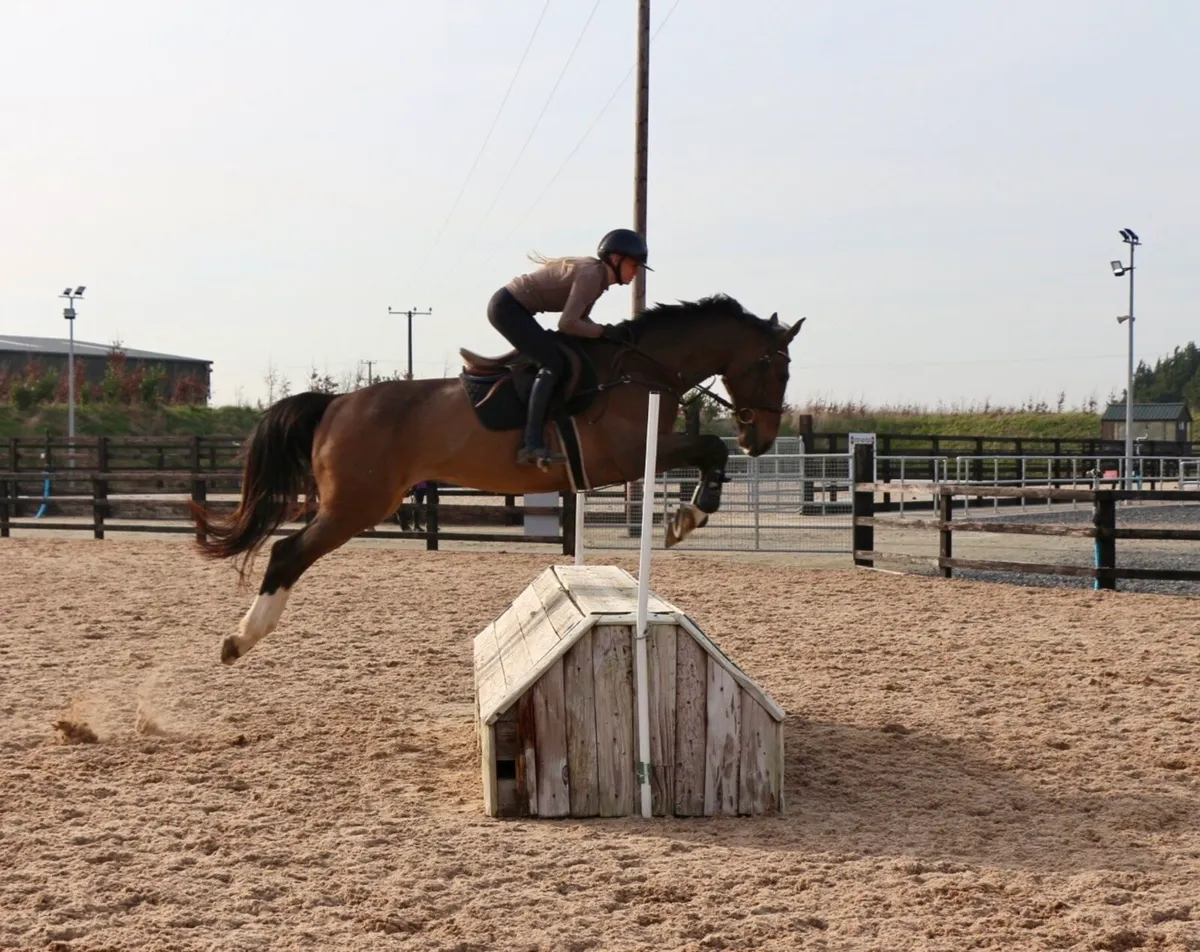 Stunning 9 year old gelding - Image 3