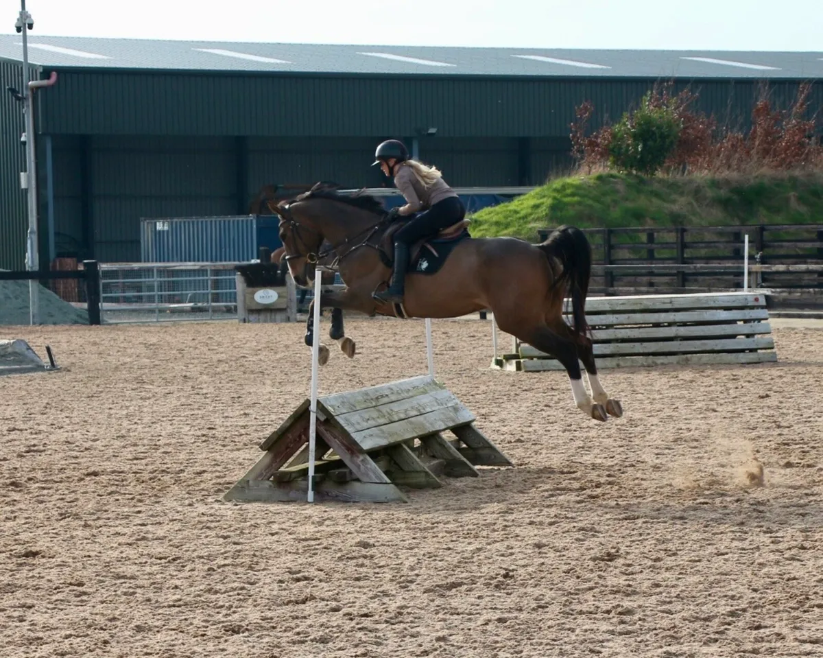 Stunning 9 year old gelding - Image 4