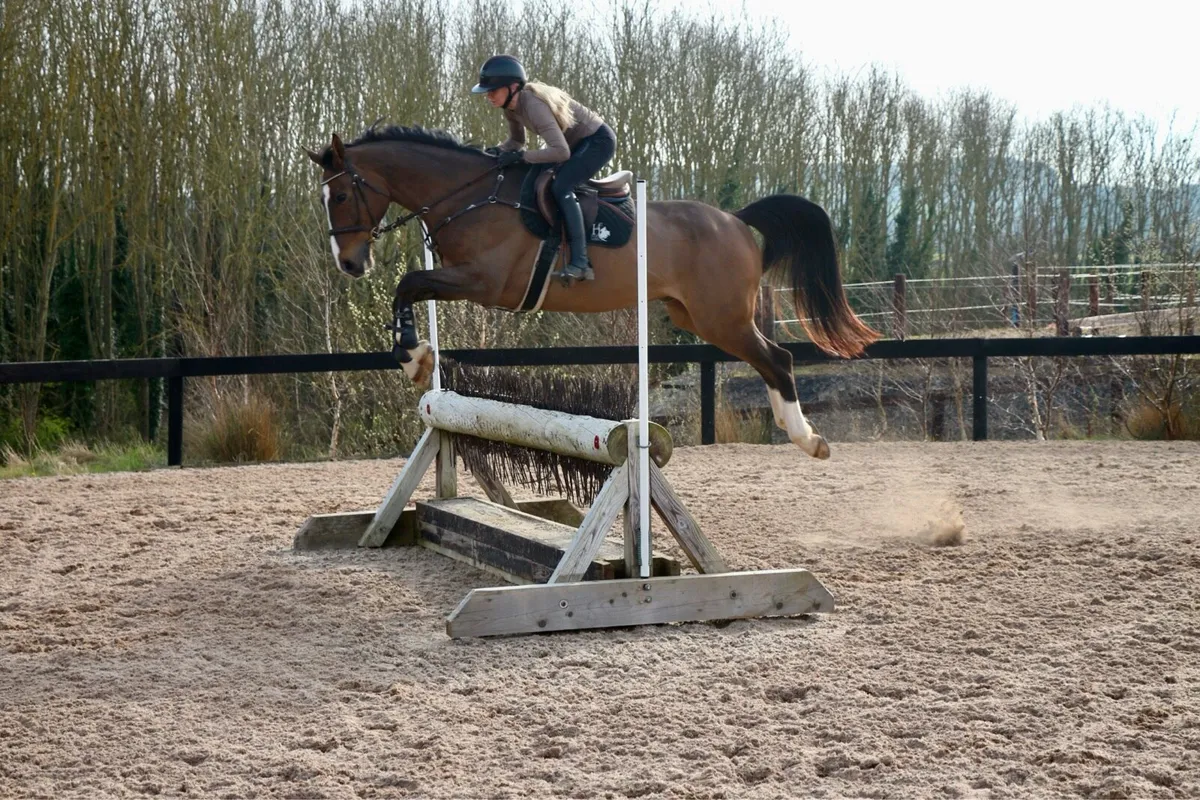 Stunning 9 year old gelding - Image 1