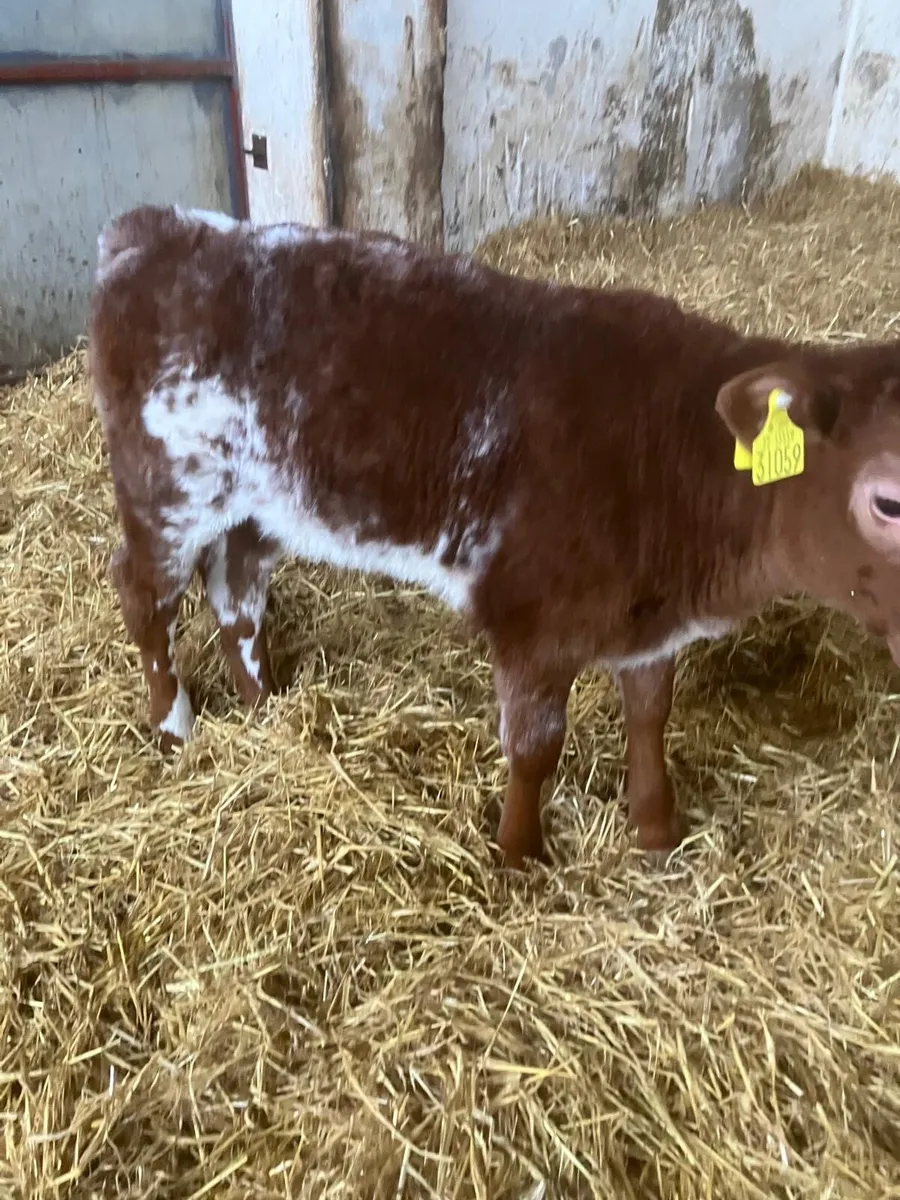 Top Quality Heifer Calves for Breeding - Image 1