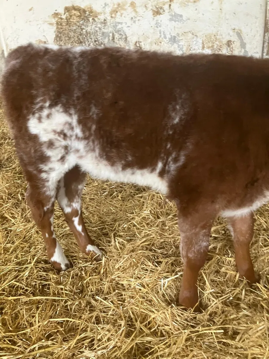 Top Quality Heifer Calves for Breeding - Image 2