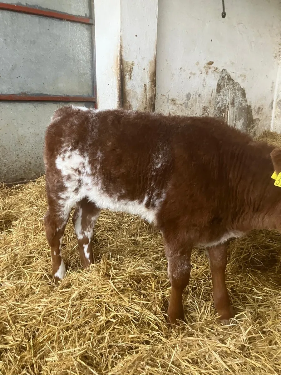 Top Quality Heifer Calves for Breeding - Image 3