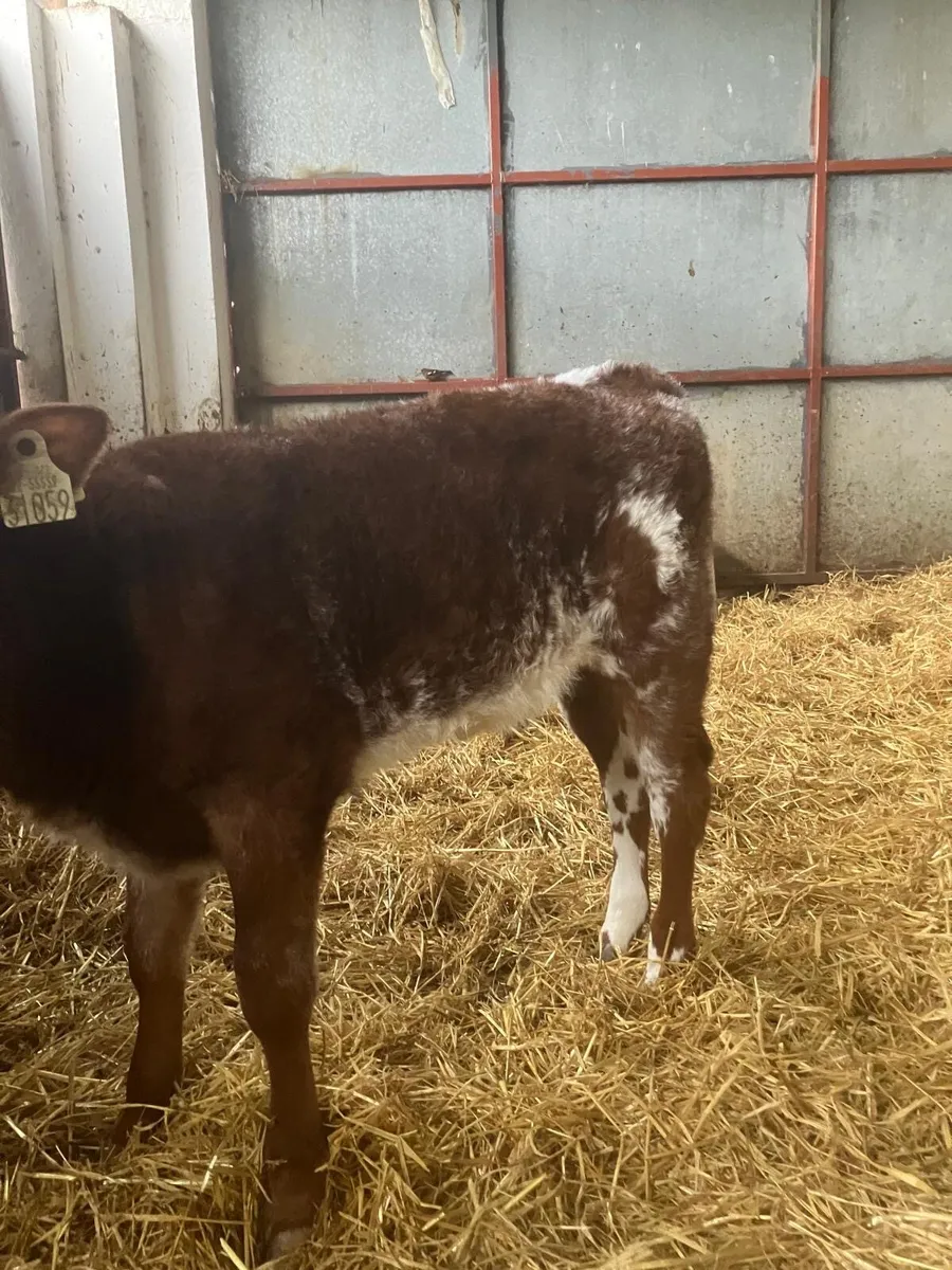 Top Quality Heifer Calves for Breeding - Image 4