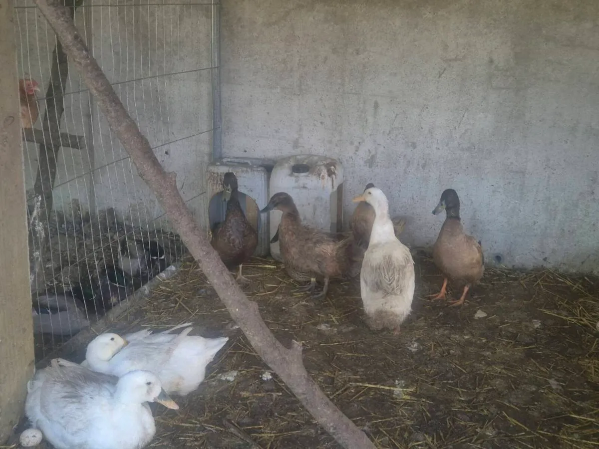 Indian runner/karki/ Aylesbury - Image 2