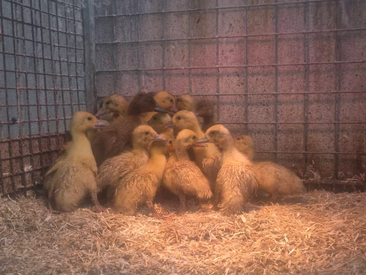 Indian runner/karki/ Aylesbury - Image 3