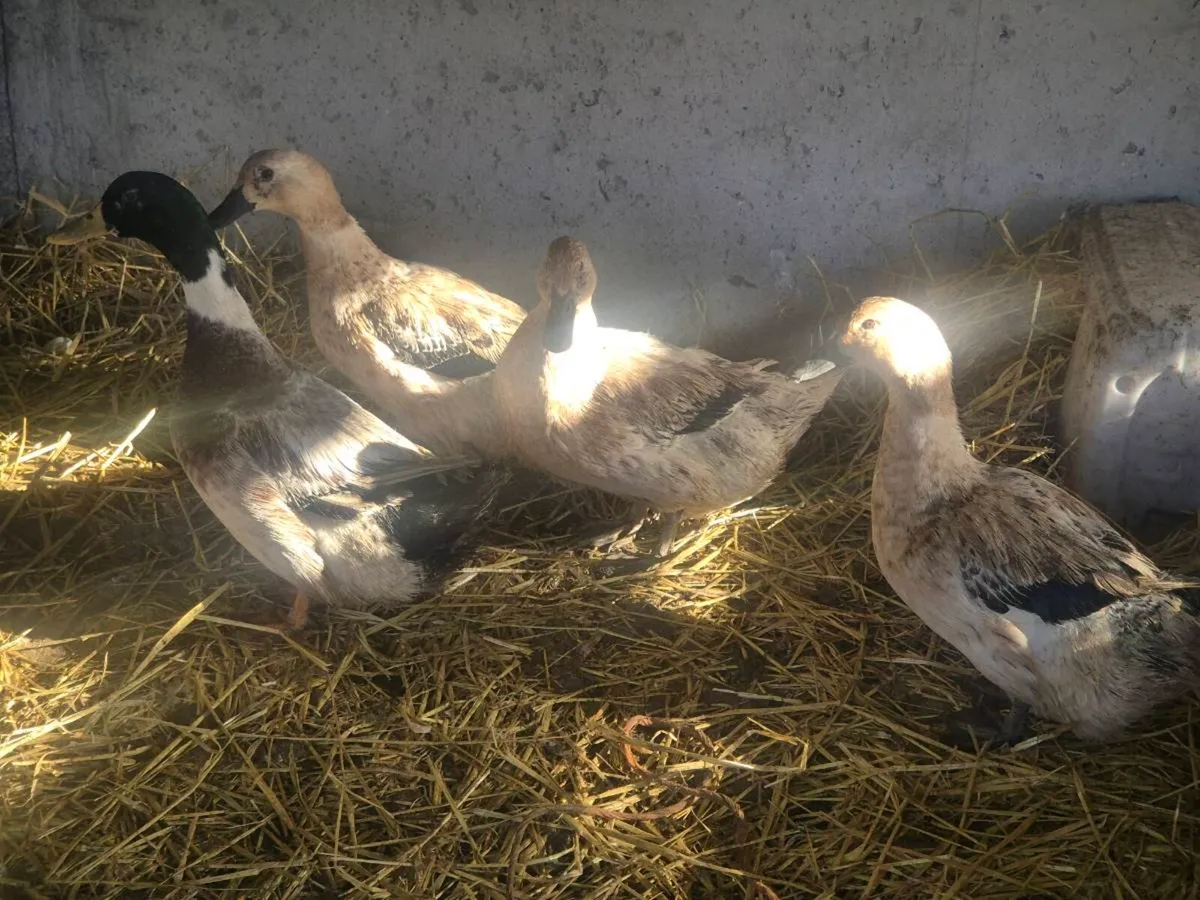 Indian runner/karki/ Aylesbury - Image 4