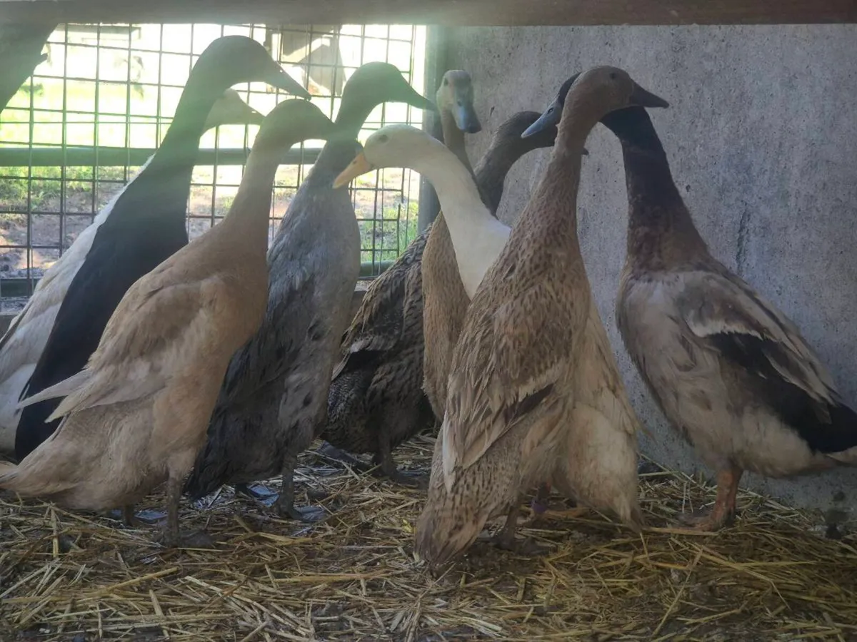 Indian runner/karki/ Aylesbury - Image 1