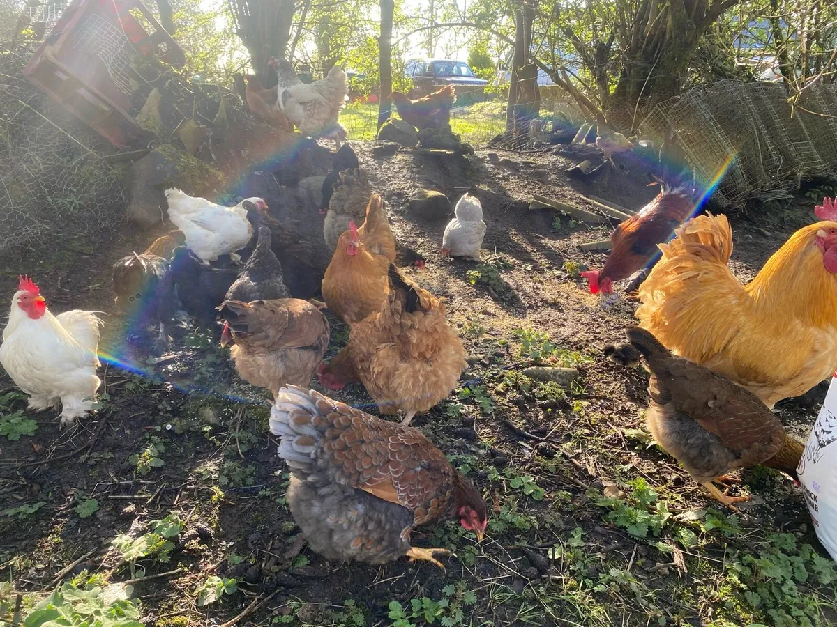 Hens and chickens - Image 1