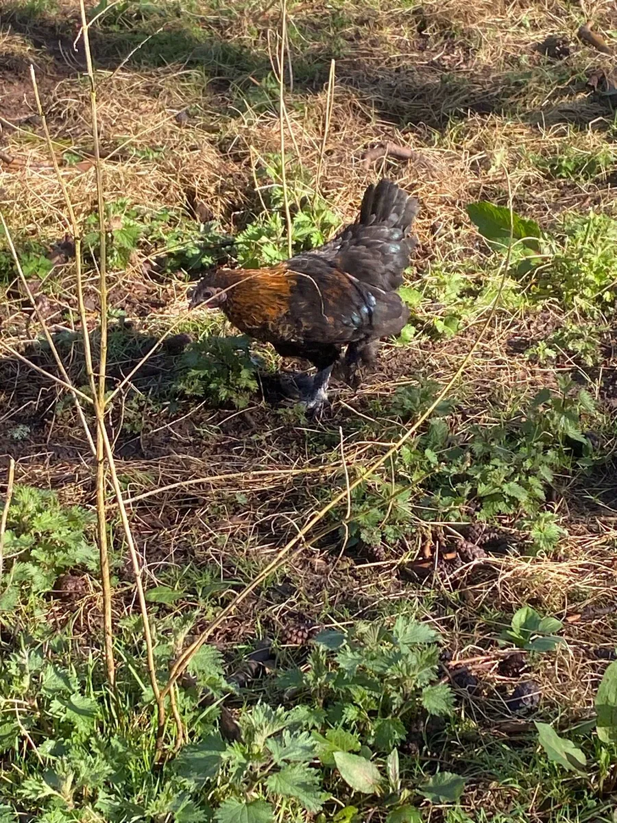 Hens and chickens - Image 4