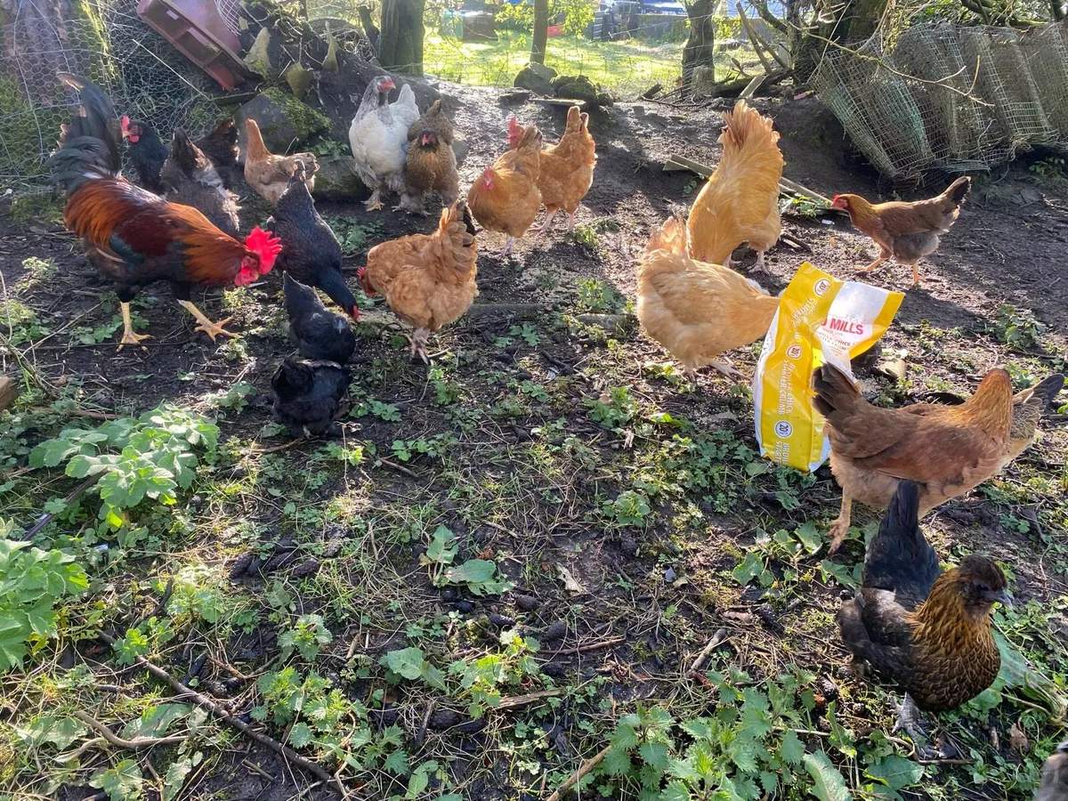 Hens and chickens - Image 2