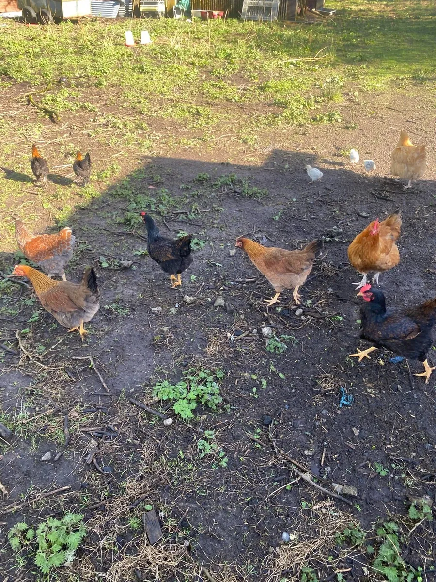 Hens and chickens - Image 3