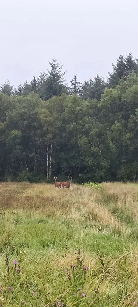 Deer hunting/ culling