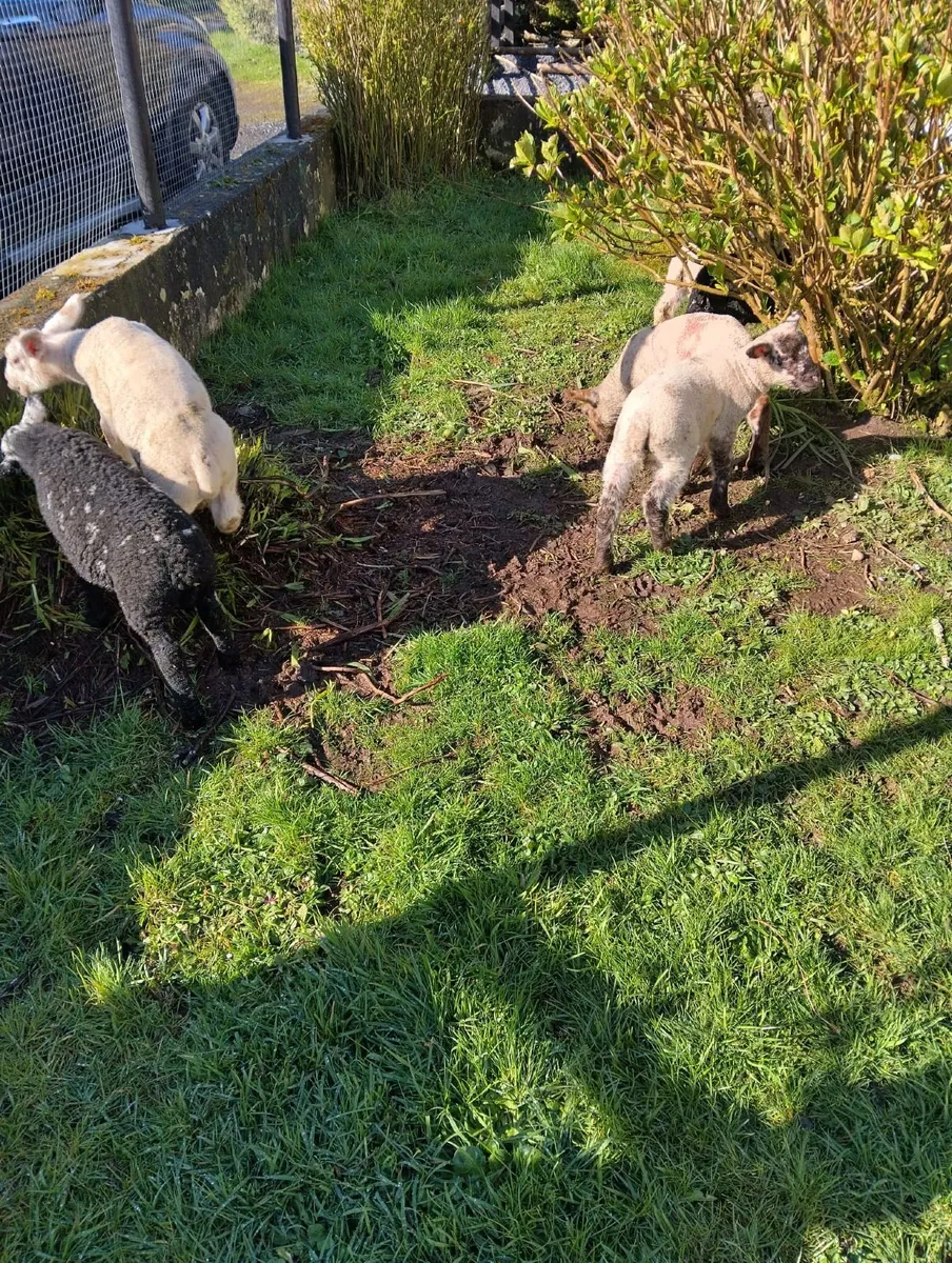 Large pet lambs month old €50 each - Image 2