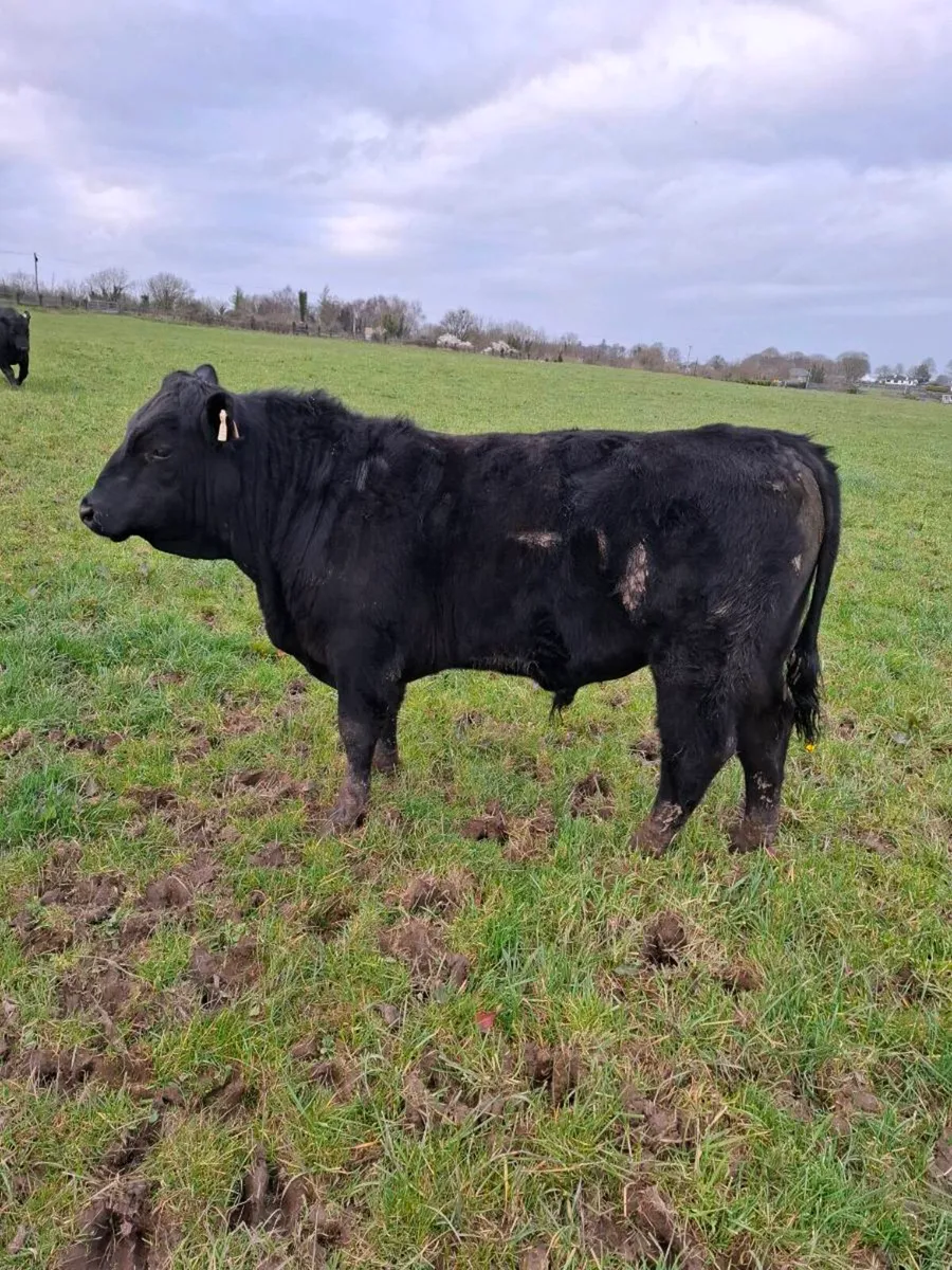 Pbr 4 star Angus bull - Image 2