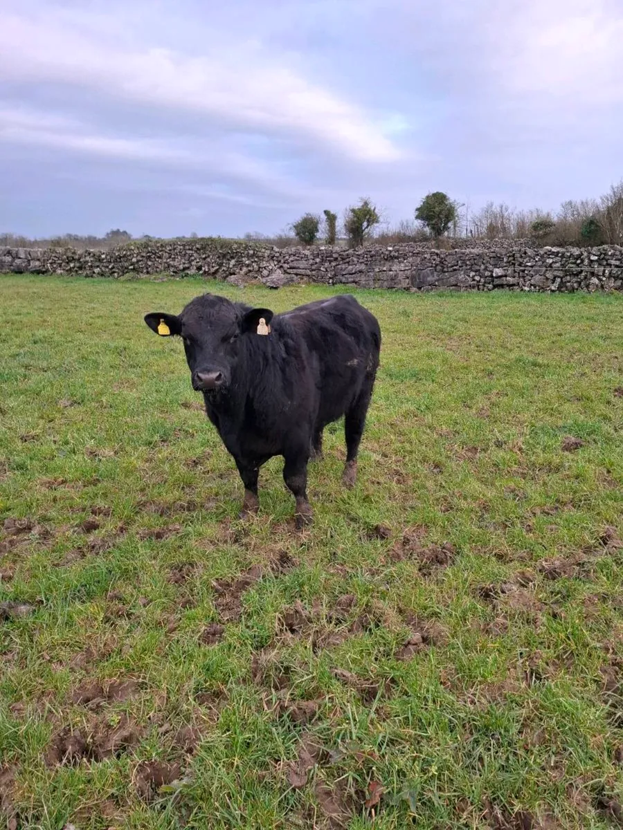 Pbr 4 star Angus bull - Image 1