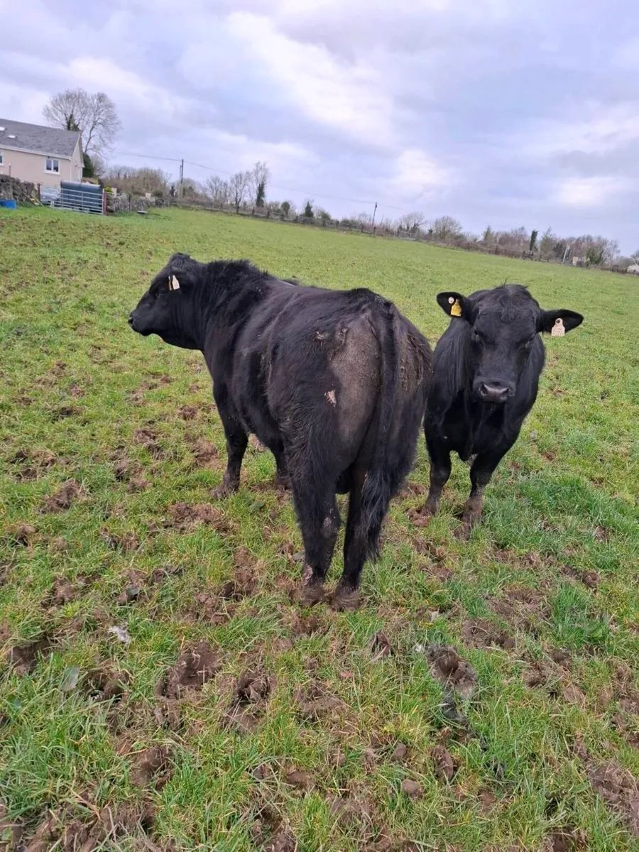 Pbr 4 star Angus bull - Image 3