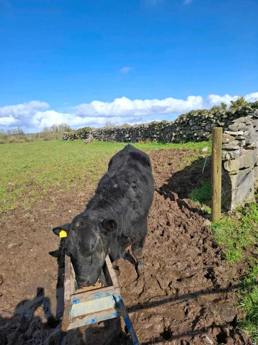 Pbr 4 star Angus bull - Image 4