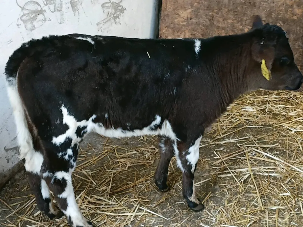 BB Heifer Calf - Image 1
